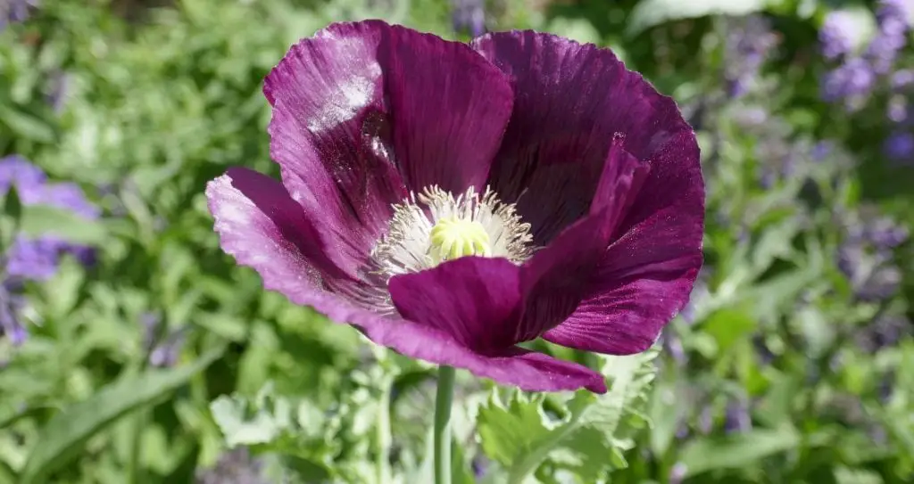 День памʼяті тварин-жертв війни