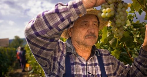 День виноградаря і винороба