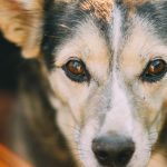 Міжнародний день захисту прав тварин