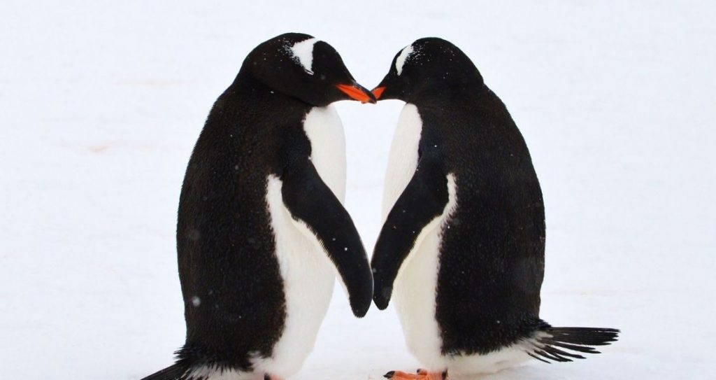 День поширення знань про пінгвінів