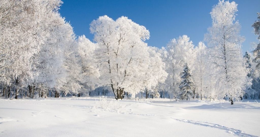 Всесвітній день снігу
