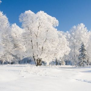 Всесвітній день снігу