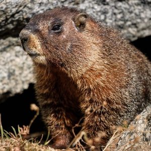 День бабака