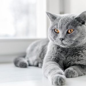 День кота в Європі