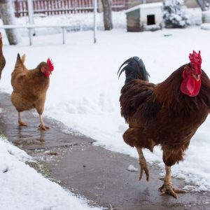 Сильвестрів день