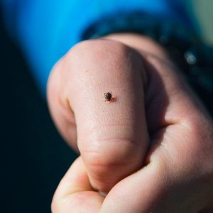 Всесвітній день енцефаліту