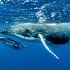 Всесвітній день китів і дельфінів