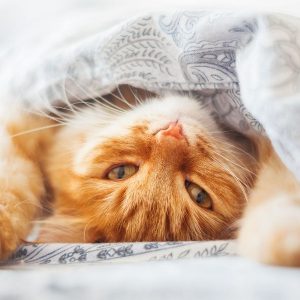 Єрмилів день