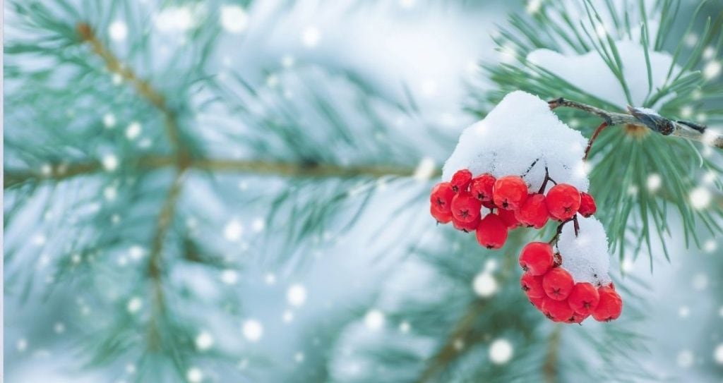 Лаврентіїв день