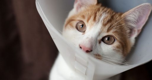 Всесвітній День стерилізації тварин