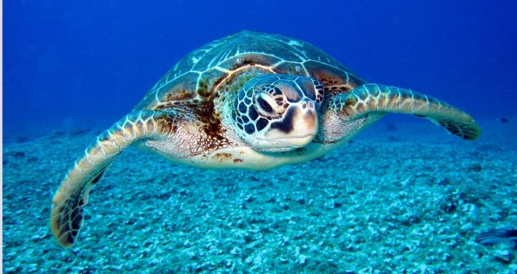 Всесвітній день дикої природи