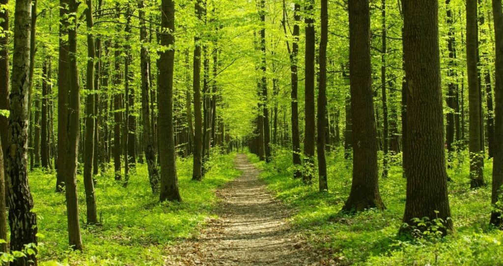 День пам’яті мученика Никандра Єгиптянина