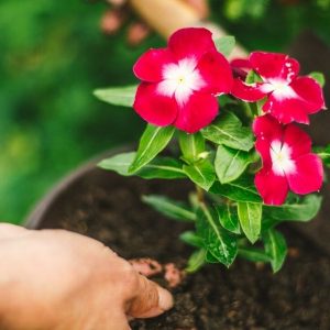 День посадки квітів