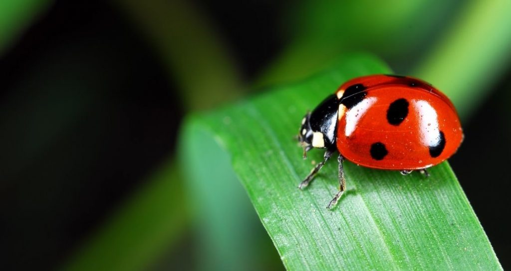 День таксономіста