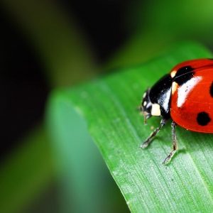 День таксономіста