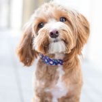 День цуценят в США