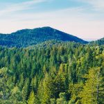 Міжнародний день лісів