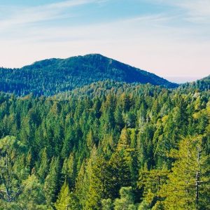 Міжнародний день лісів