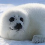 Міжнародний день захисту дитинчат тюленів