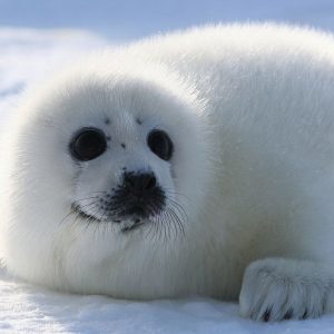 Міжнародний день захисту дитинчат тюленів
