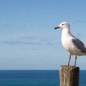 Олександрів день