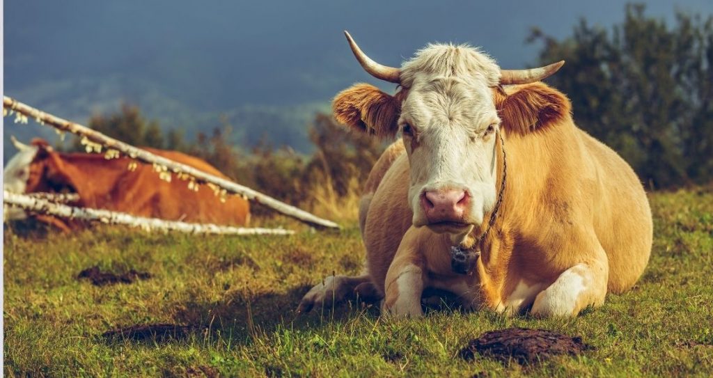 Власів день