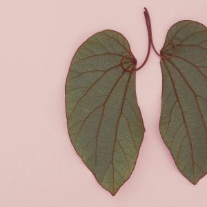 Всесвітній день боротьби з туберкульозом