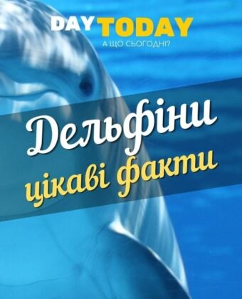 дельфіни - цікаві факти