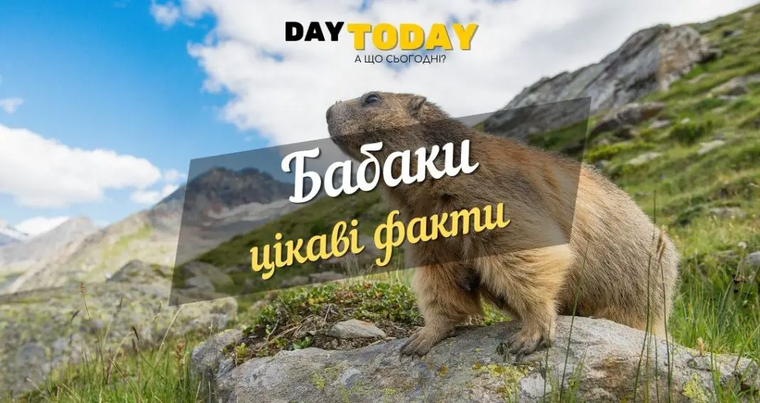 цікаві факти про бабака