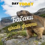 цікаві факти про бабака