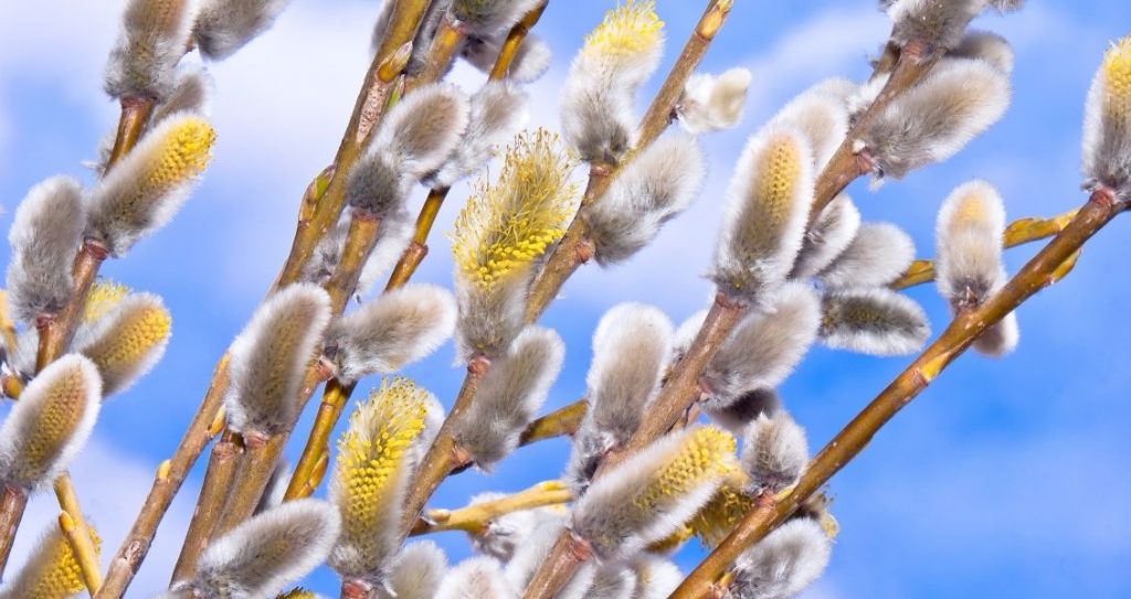 Вербна неділя