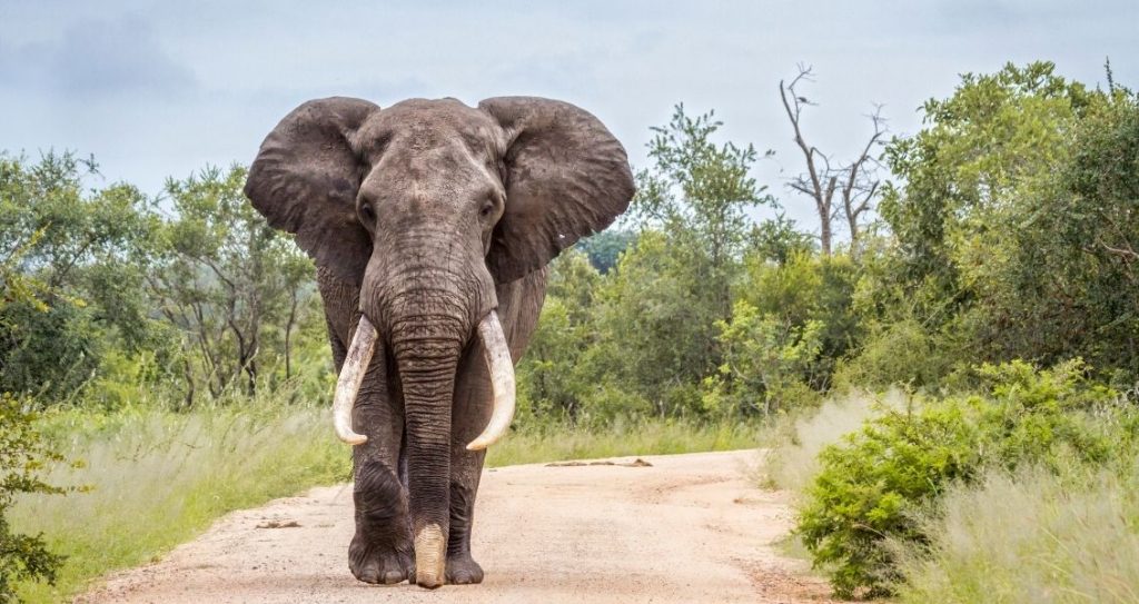День «Врятуйте слона»