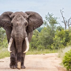 День «Врятуйте слона»