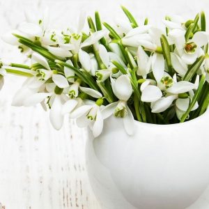 День проліска