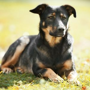 Міжнародний День бродячих тварин