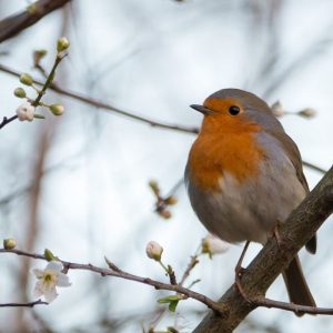 Міжнародний день птахів (День орнітолога)