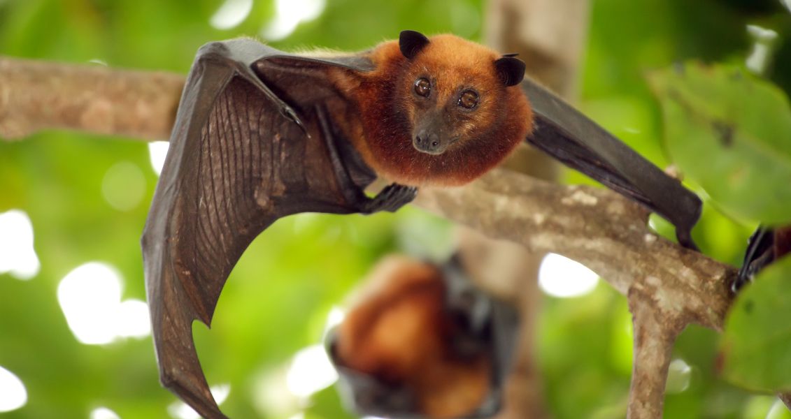 Міжнародний день шанування кажанів