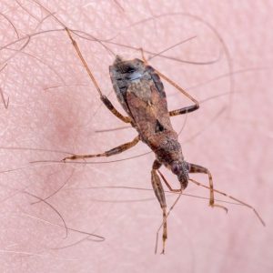 Всесвітній день боротьби з хворобою Шагаса