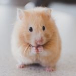 Всесвітній день хом'яків (World Hamster Day)