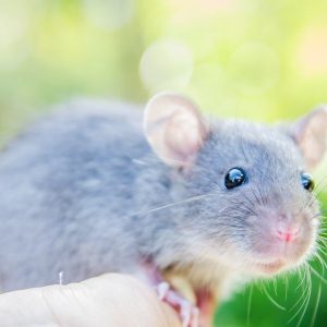 Всесвітній день щура