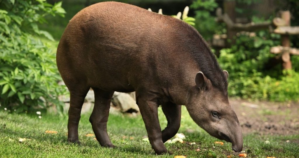 Всесвітній день тапіра