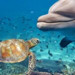 Всесвітній день водних тварин 3 квітня