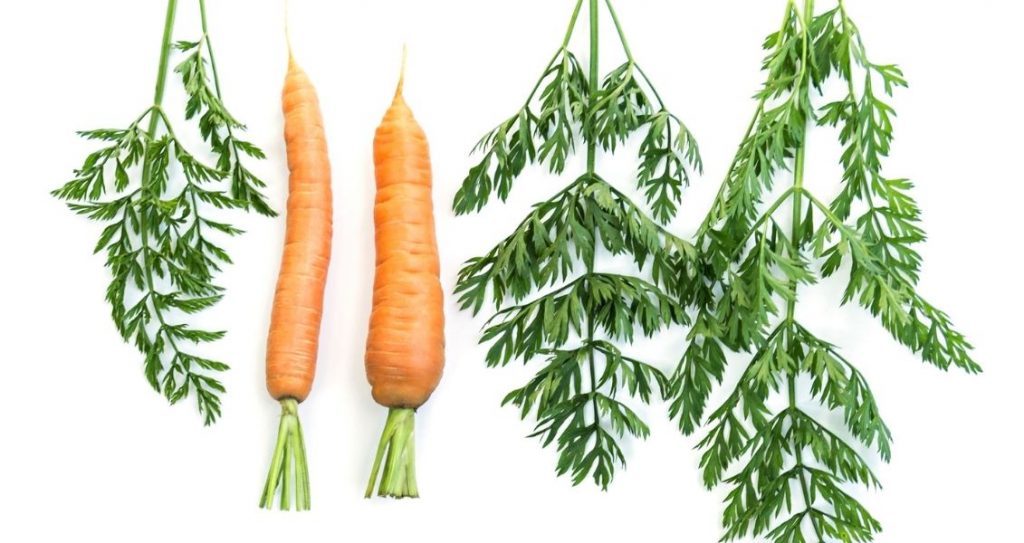 Міжнародний день моркви