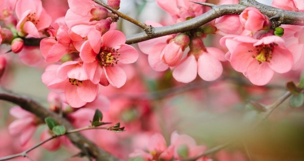 День весни і праці