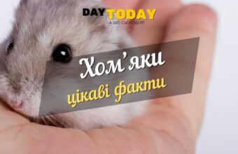 Міфи та цікаві факти про хом’яків
