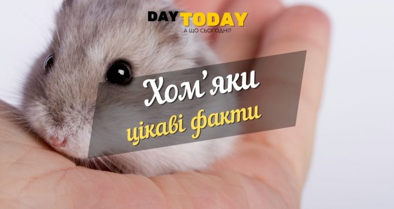 Міфи та цікаві факти про хом’яків