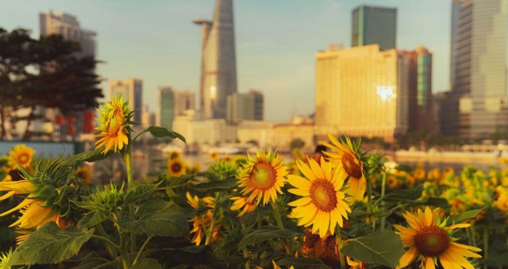 Міжнародний день соняшника або Міжнародний день партизанського садівництва соняшника