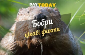 Цікаві факти про бобрів