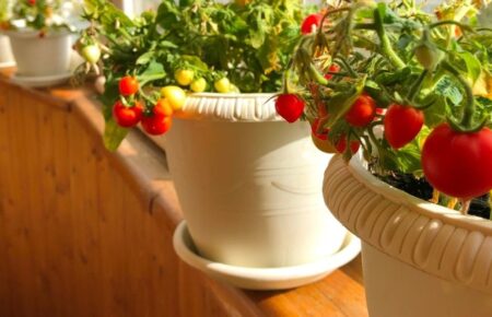 Всесвітній день міських фермерів (World Urban Farmers Day)