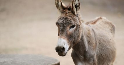 Всесвітній день віслюка